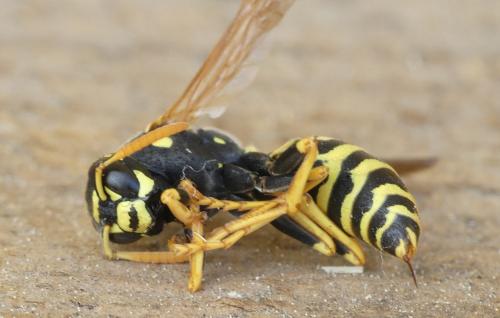 Polistes dominula